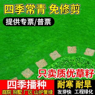 Lawn Grass Seeds for Slope Protection, Bermuda Grass, Manila Grass, Evergreen Courtyard Carpet Grass, Greening Ryegrass Seeds