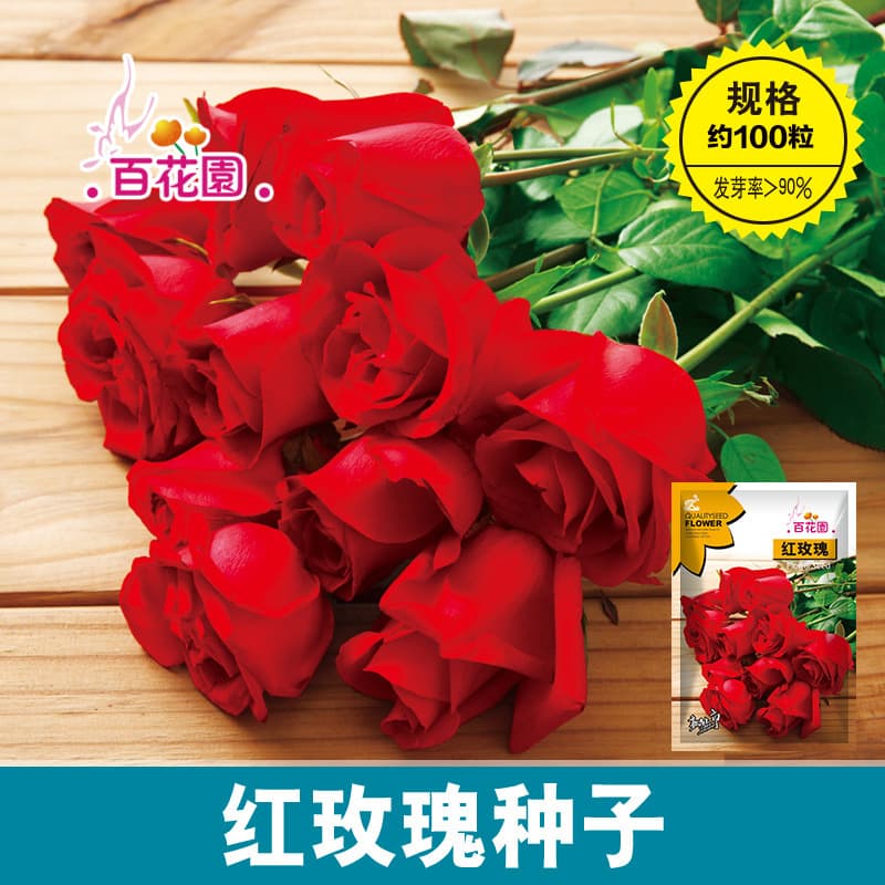 New varieties of red rose, rosehip seeds, fragrant rose seeds, multicolored perennial seeds, herbaceous plant.