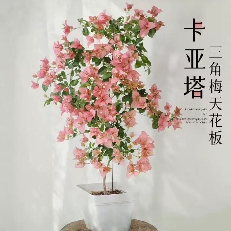 Bougainvillea Potted Sapling, Cayata, Shade-Tolerant, Easy to Grow, Suitable for Balcony and Garden Climbing, Not Sweet Watermelon Flower