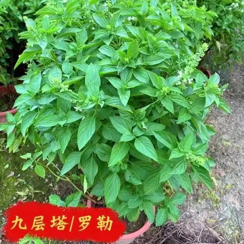 Mosquito Repellent Plant Seeds Wholesale Sweet Basil Lemon Basil Seeds Holy Basil Saint Joseph's Wort
