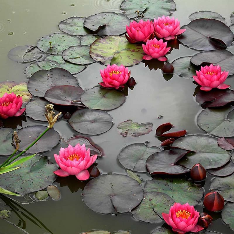 Hydroponic Mini Water Lily Potted Plant with Sprouts, Water Lily Root Blocks, Bowl Lotus, Aquatic Flowers, Four-Season Easy Care, Fish Tank Pond