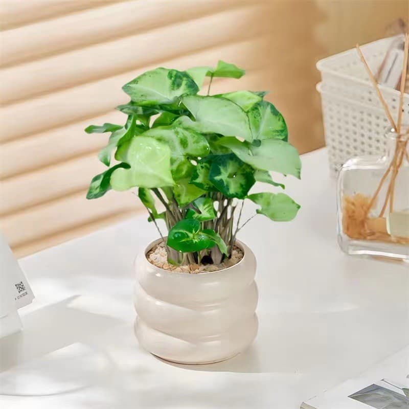 Green Elf Syngonium Shade-tolerant Office Indoor Living Room Desktop Green Plant Potted Anti-radiation Purify Air