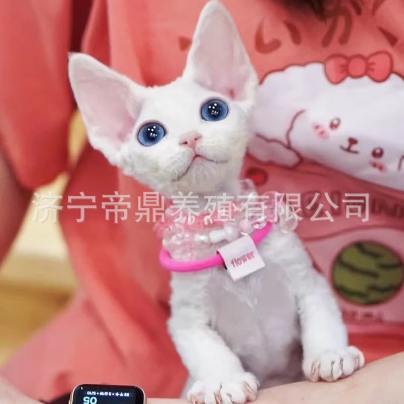 Live Pure White Devon Rex Kitten with Blue Eyes and Curly Fur, Purebred Devon Rex Available for Supply