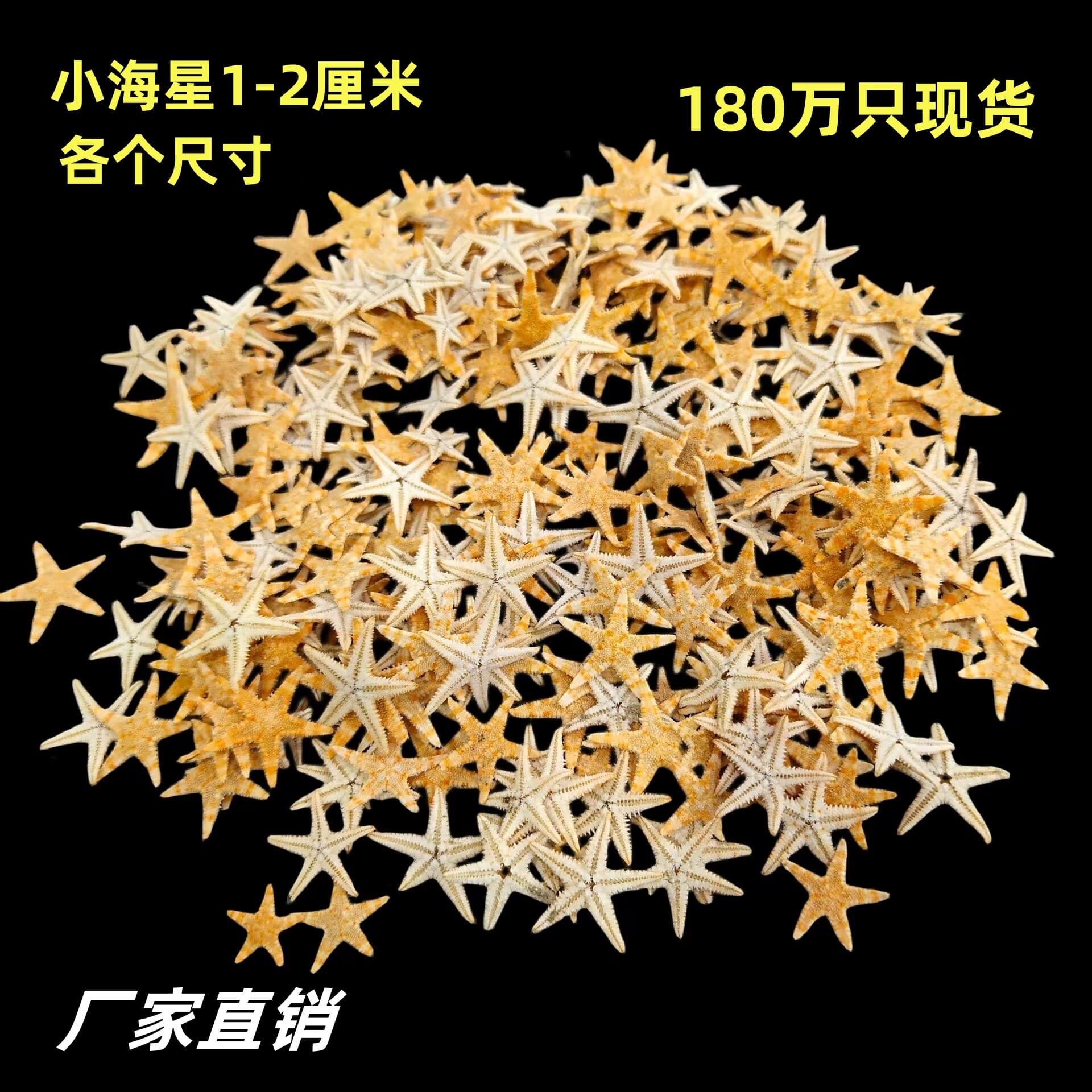 Factory Direct Natural Conch Shell Handmade DIY Craft Accessories Micro Landscape Decoration Eternal Flower Starfish