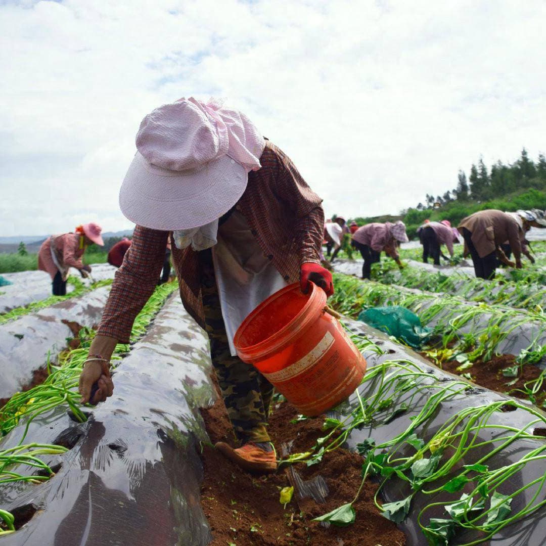 Fully biodegradable agricultural mulch film, increases yield, preserves moisture and fertilizer, PLA mulch film, corn starch mulch film.