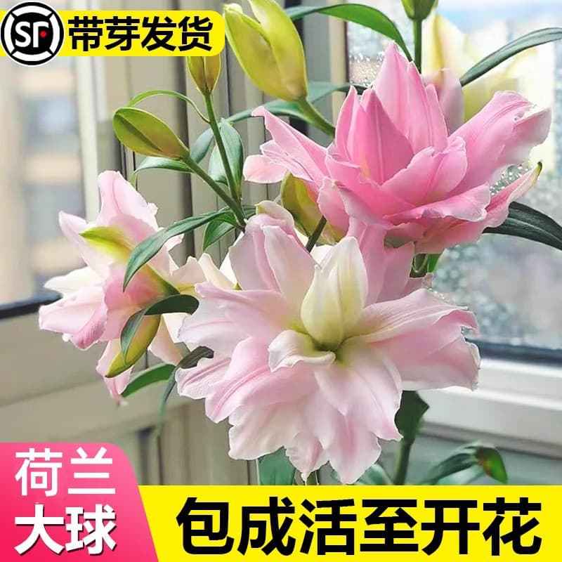 Double Petal Fragrant Lily Bulbs, Four-Season Blooming with Sprouts, Strong Fragrance, Extra-Large Bulbs, True-to-Type Yellow Emperor Lily Bulbs