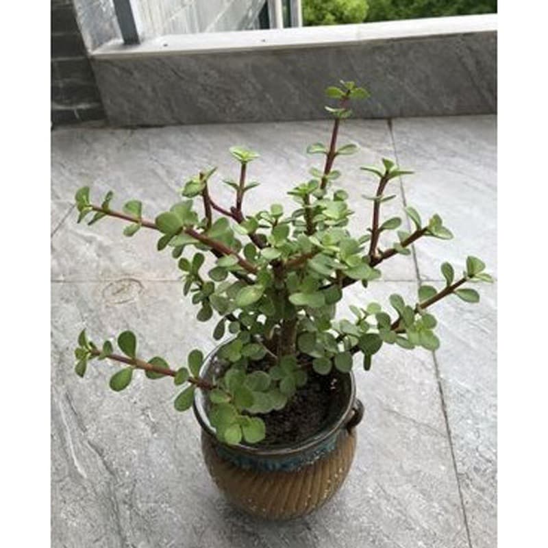 Perennial old succulent indoor and outdoor potted plants, Jade Plant, Golden Jade Leaf, Dance of the Music Tree, potted jade plant