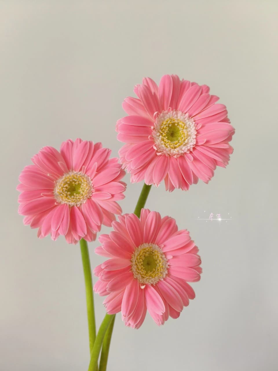 Barbie gerbera rare niche flower ins style gerbera flower base straight hair gerbera flower indoor flower arrangement