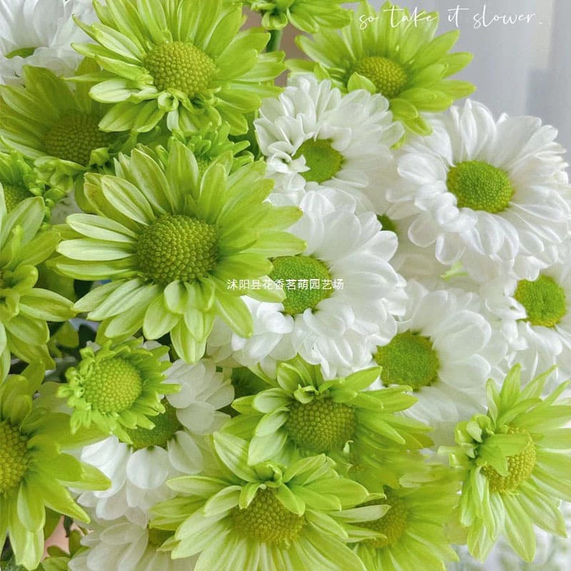 Flower Seeds: Daisy, Pyrethrum, Sunflower, Indoor Potted Plant Seeds, Four-Season Blooming Seeds
