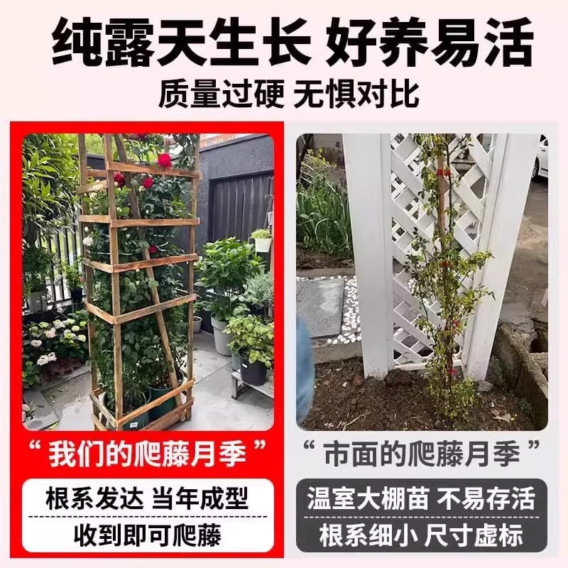 Rose Seedlings, Climbing Rose Seedlings, Large Flower Old Rose Stakes, Potted Roses for Courtyard, Perennial Blooming Climbing Plants