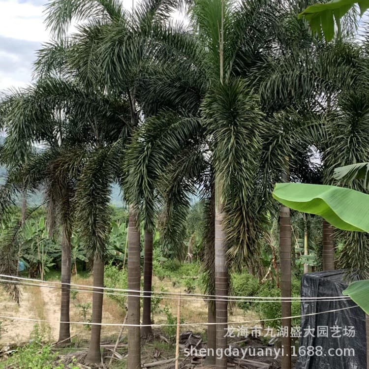 Fujian Foxtail Palm Price Zhejiang Foxtail Palm Wholesale Jiangxi Sichuan Foxtail Palm Quotation