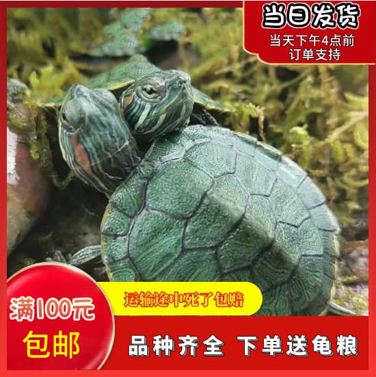 Colorful Baby Turtle, Glow-in-the-Dark Golden Brazilian Turtle, Live Turtle Wholesale, Grass Turtle Hatchling, Pet Turtle for Street Stalls