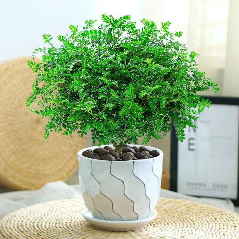 Fragrant pepper wood potted flowers, indoor and outdoor mosquito repellent plants, saplings, old pile bonsai, nine-mile fragrant green plants