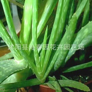 Aloe Vera Seeds for All-Season Sowing, Succulent Green Plant, Spiral Aloe Seeds for Garden, Indoor, and Balcony Potted Plants