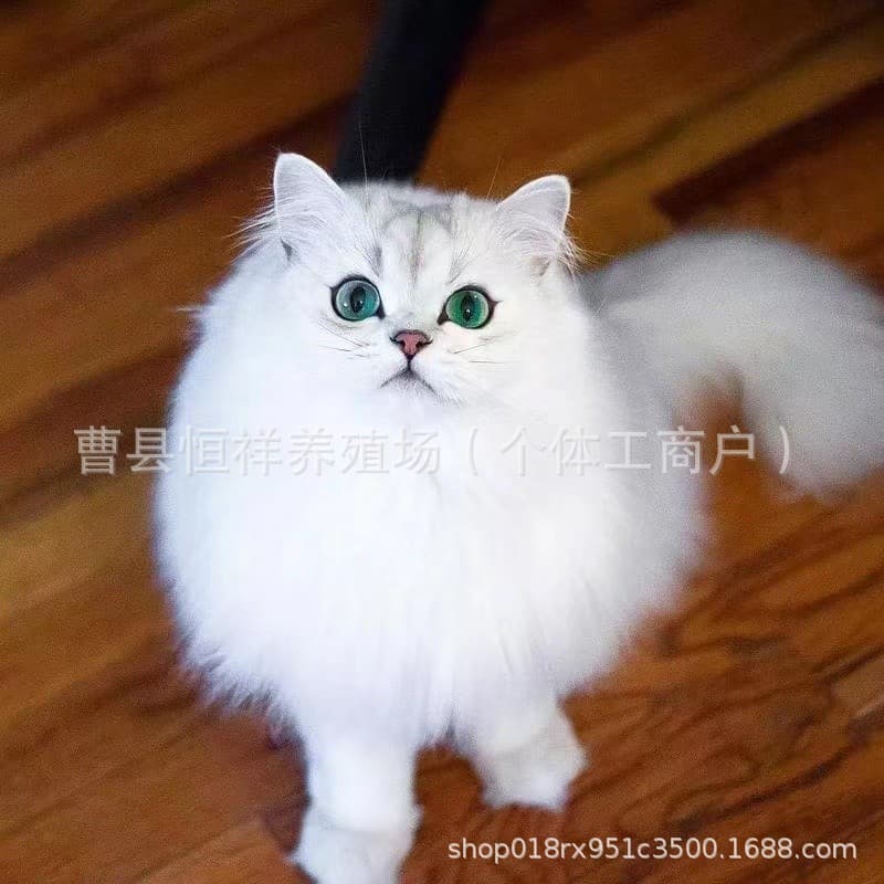 Purebred Chinchilla Persian Kittens Live Pet Cats Long Hair Chinchilla Persian Kittens Small Cats
