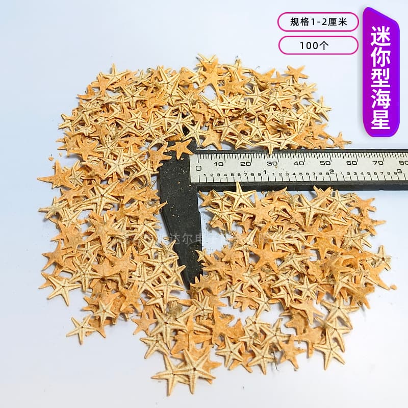 Seashells and Conch 1-2cm Sold by Jin Mixed Shell Sand DIY Craft for Drift Bottles Scene Decor Handmade Display