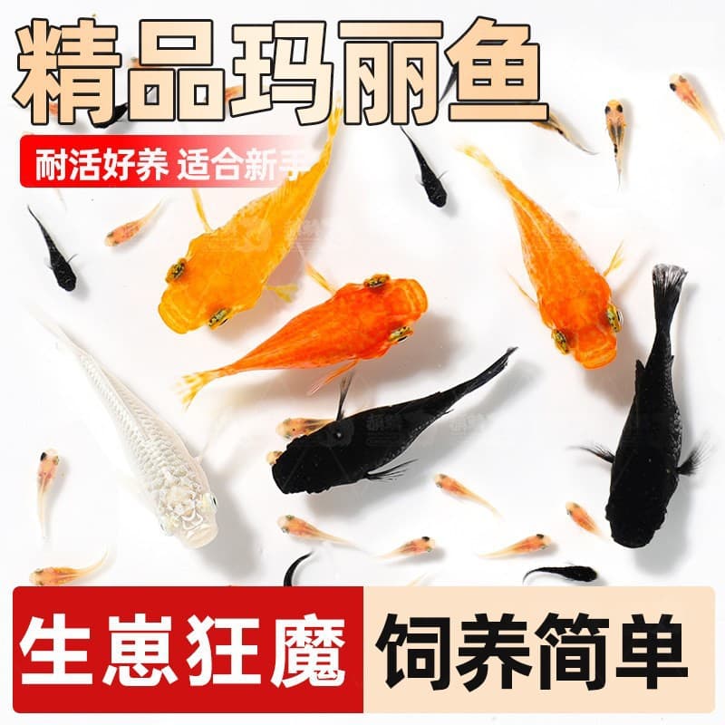 Tropical Live Ornamental Fish Red Yellow Mickey Mouse Platy Small Freshwater Fish Zebra Danio Guppy Molly Balloon Molly