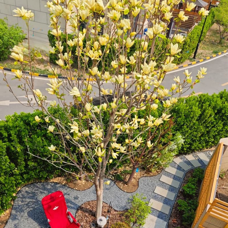Magnolia saplings, courtyard villa ground greening plants, red magnolia, white magnolia, purple magnolia, large landscape flowers