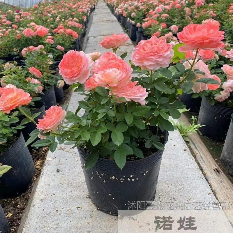 Large-flowered Fragrant Rose 'Juice Balcony' Garden Plant Potted Perennial Rose Seedling with Flower Buds