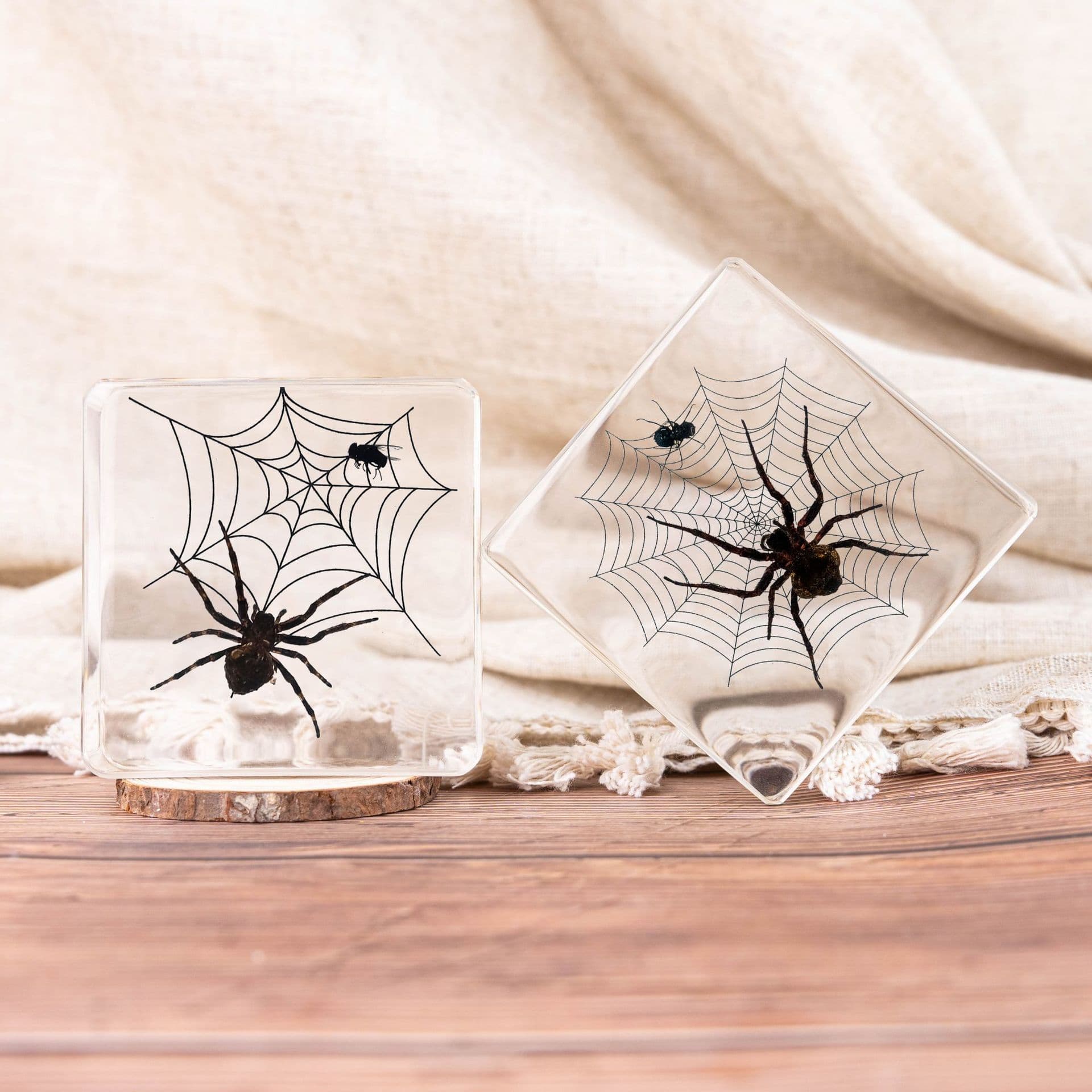Natural Transparent Resin Insect Specimen Spider Micro Scene Animal Specimen Creative Small Ornament Making Blind Box Gift