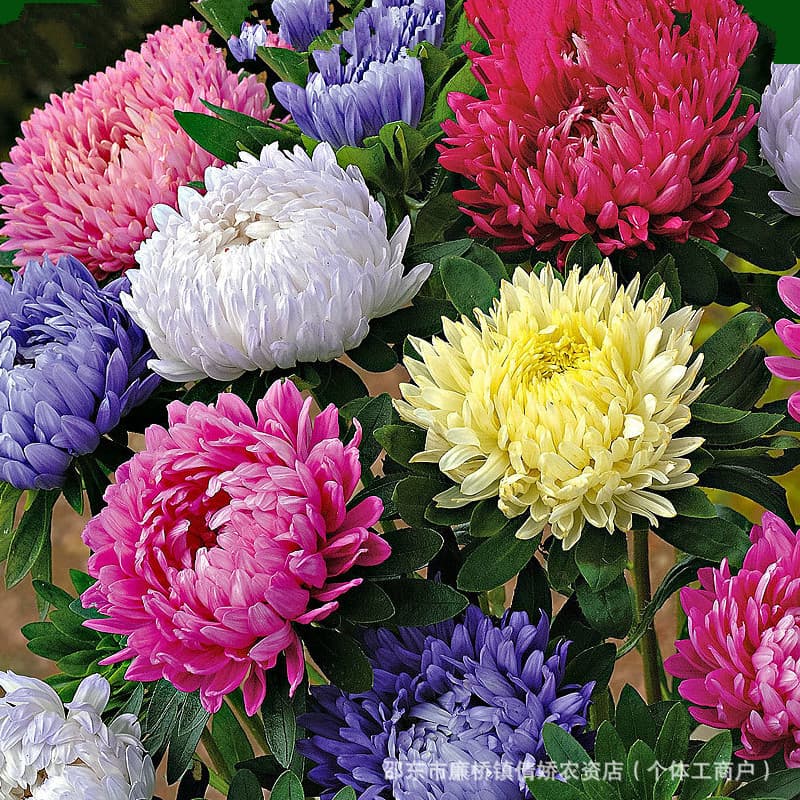 Asters, Aster, Dutch Chrysanthemums, Small Carol Chrysanthemums, Eva Chrysanthemums, Dwarf Double-flowered Potted Chrysanthemums, Candy Sweetheart Chrysanthemums