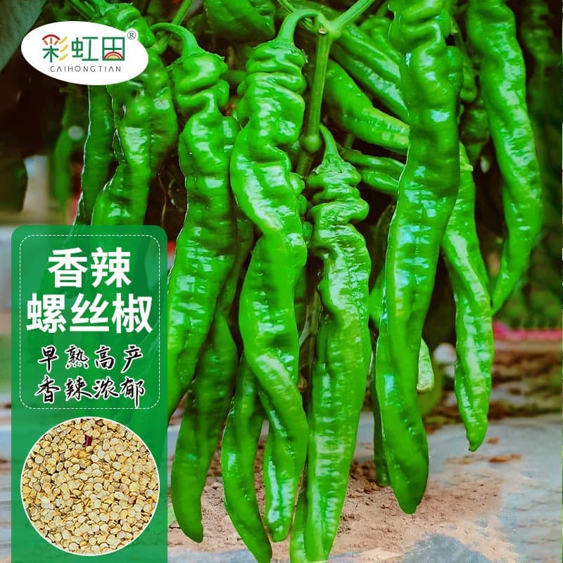 Spicy Screw Pepper Seeds High-Yield Large Green Chili Seeds for Spring and All Seasons Balcony Potted Vegetable Seedling Collection