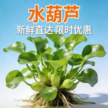 65% MCPA-Dimethylamine Salt 25g Rice Field Herbicide, MCPA-Dimethylammonium Salt, Broadleaf Weeds and Sedges