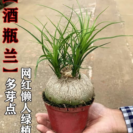 Ponytail Palm Bonsai Orchid Mini Creative Office Desk Trendy Potted Green Plant Indoor Low-Maintenance Flower Drought-Tolerant Plant