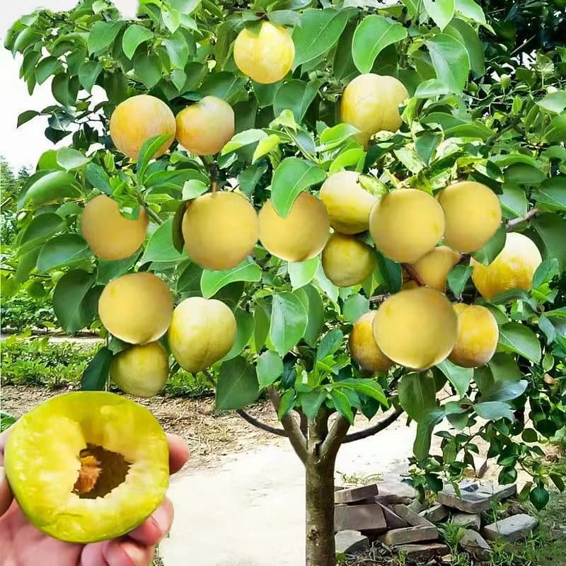 Bee sugar plum saplings crisp hollow Sichuan grafted honey plum saplings Sanhua plum saplings planted in the north and south