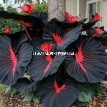 E-commerce supply Caladium seeds mixed colors, Caladium bicolor, large-leaf Caladium, courtyard four-season foliage plant seeds