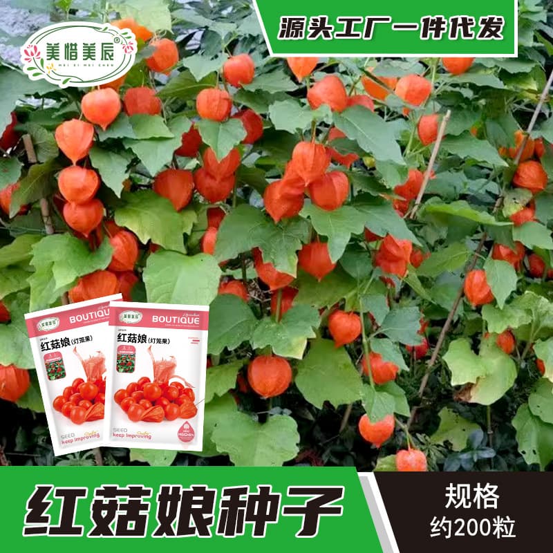 Red groundcherry seeds, Northeast sweet groundcherry, four-season lantern fruit, red groundcherry, sweet lady lycopene, potted plant, field cultivation.