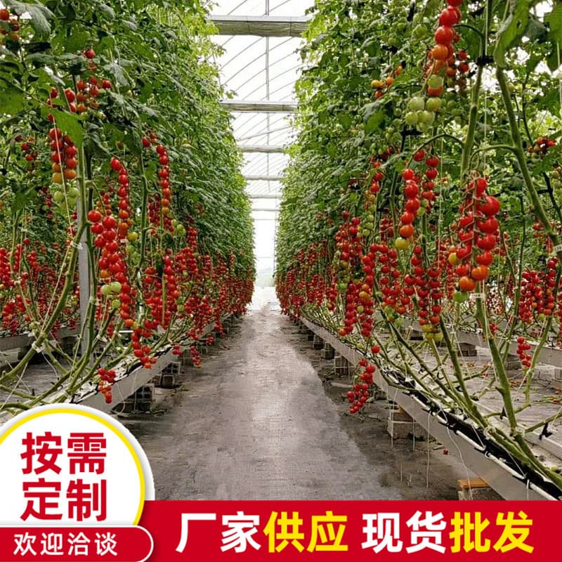 Greenhouse tomato cultivation trough support, cherry tomato soilless planting equipment, wholesale strawberry vertical planting trough
