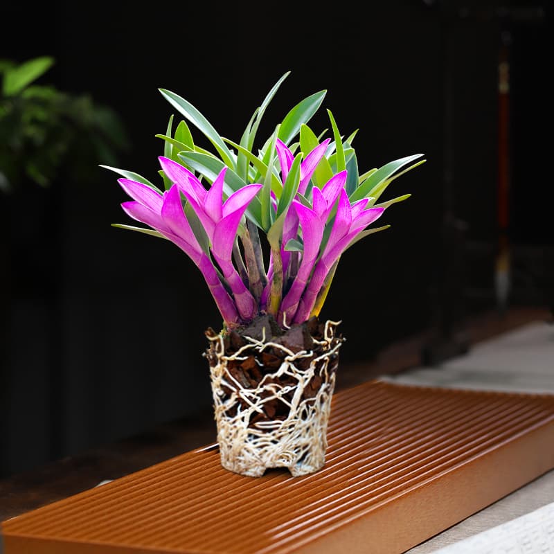 Seven-color Perfume Dendrobium Orchid, Blooms Year-Round, Easy-Care Green Plant with Strong Fragrance, Air-Purifying Dendrobium