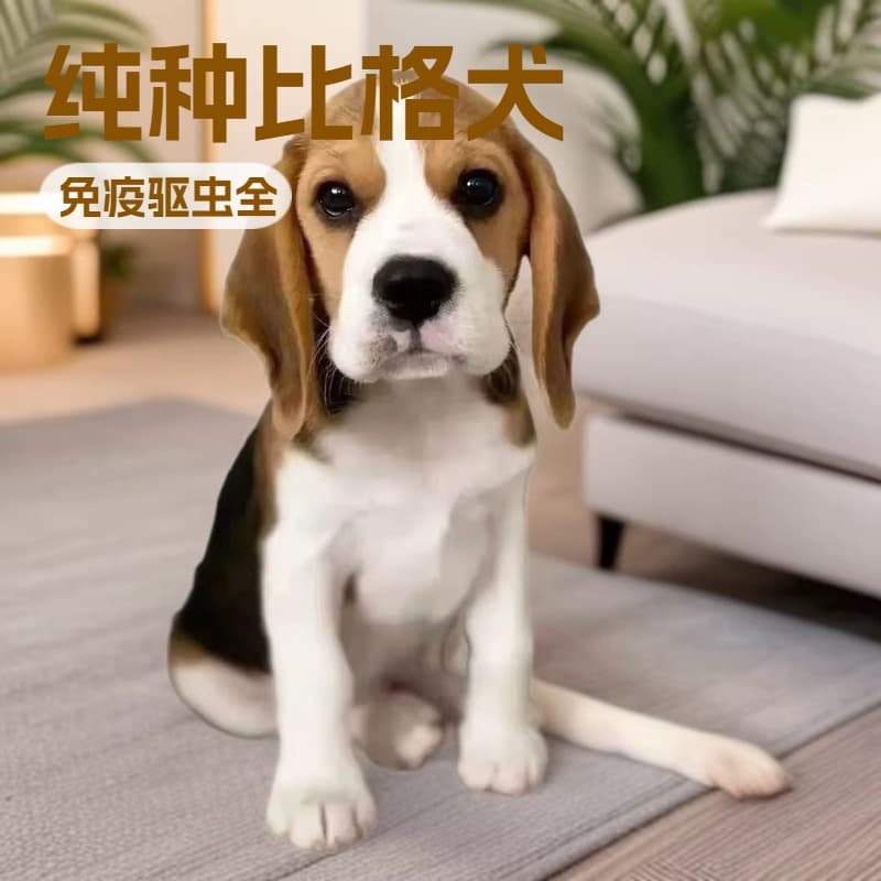 Purebred Beagle Puppy Hunting Dog Family Pet Dog Beagle Puppy Live Dog Family Companion Dog