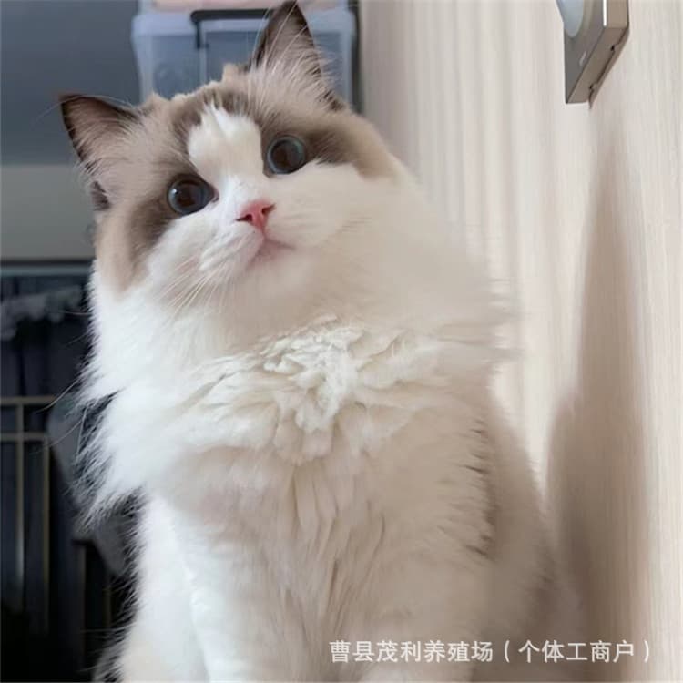 Ragdoll fairy cat kitten, purebred British Shorthair silver shaded live, blue and white kitten live, large Maine Coon kitten