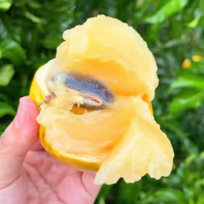 Taiwan Yellow Crystal Fruit Seedling, Golden Fruit Tree Seedling, Yamei Fruit, Honey Egg Yolk Fruit Seedling Potted Plant