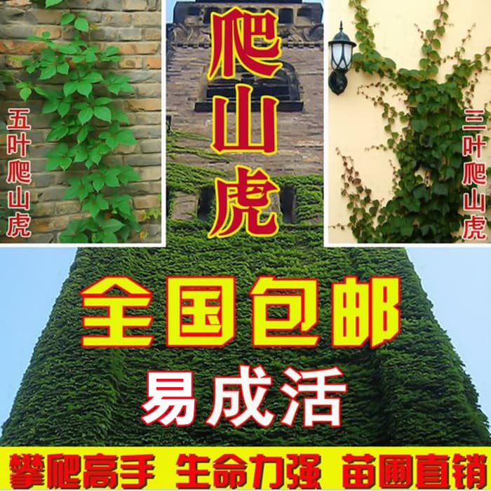 Wholesale Five-leaf Virginia Creeper Large Seedlings for Courtyard Climbing, Red-leaf Boston Ivy Flowering Vine Tree Saplings