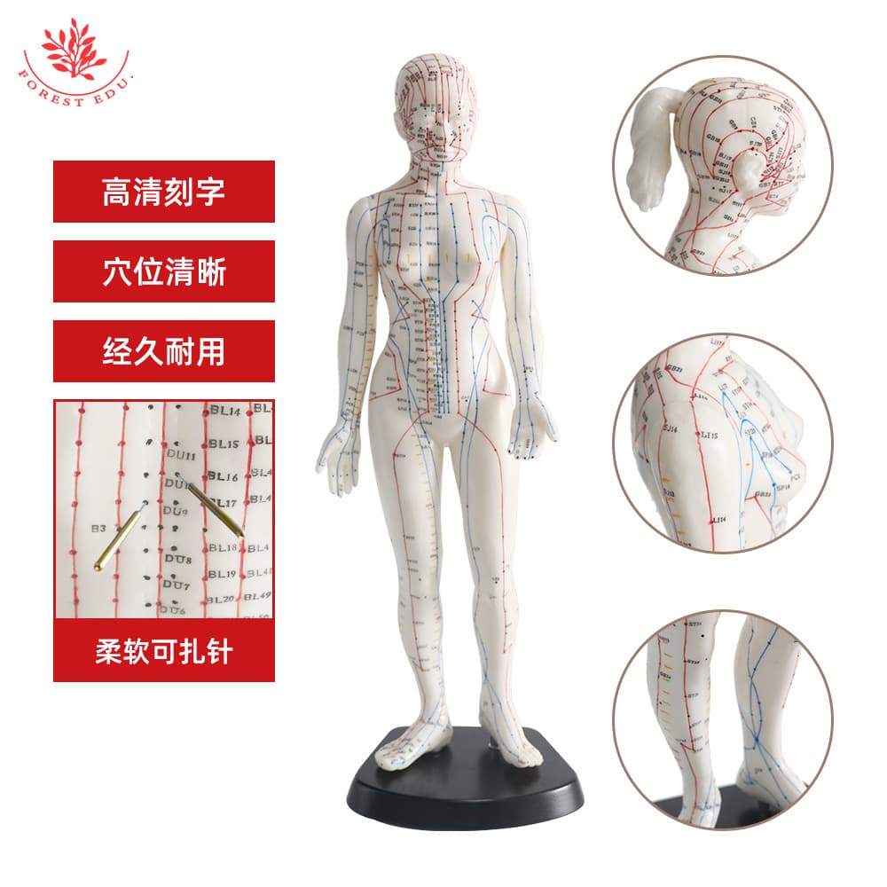 Female acupuncture point model with Chinese and English codes, full-body color meridian markings, 48cm