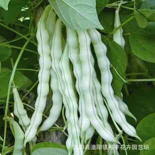Cross-border small package nine white kidney bean seeds, endless picking bean seeds, green bean seeds, balcony vegetable bean seeds