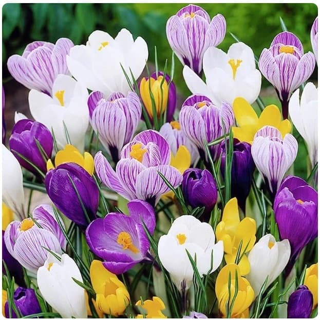 Saffron Bulb Seeds for Indoor and Outdoor Potted Flowers, Crocus for Home Gardening, Cold-Resistant Plant, Bulb Flowers