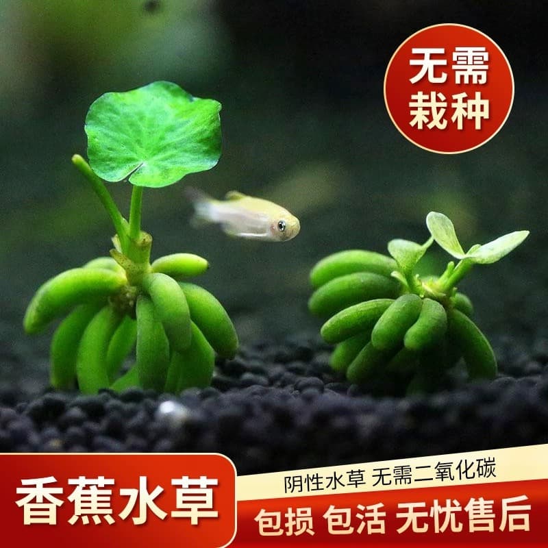 Banana Plant Aquatic Water Grass Live Aquarium Plant Aquascaping Fish Tank Green Plant Beginner Low-Maintenance Fishkeeping Water Lily Floating Plant