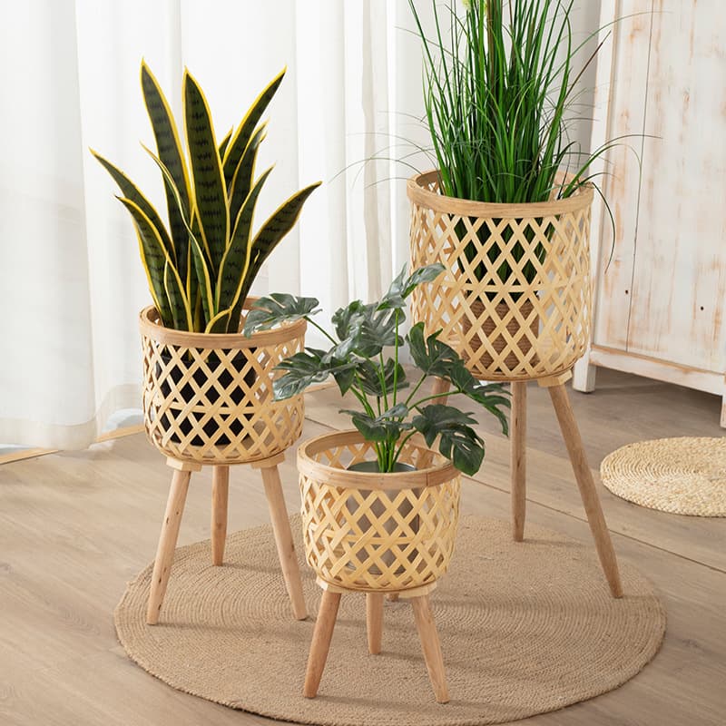 Office Culture Plant Artifacts Bonsai Succulent Plants Cacti Orchids