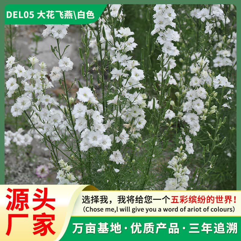 Delphinium seeds, home gardening, potted plants, balcony flowers, cold- and sun-resistant, spring sowing as a landscaping material