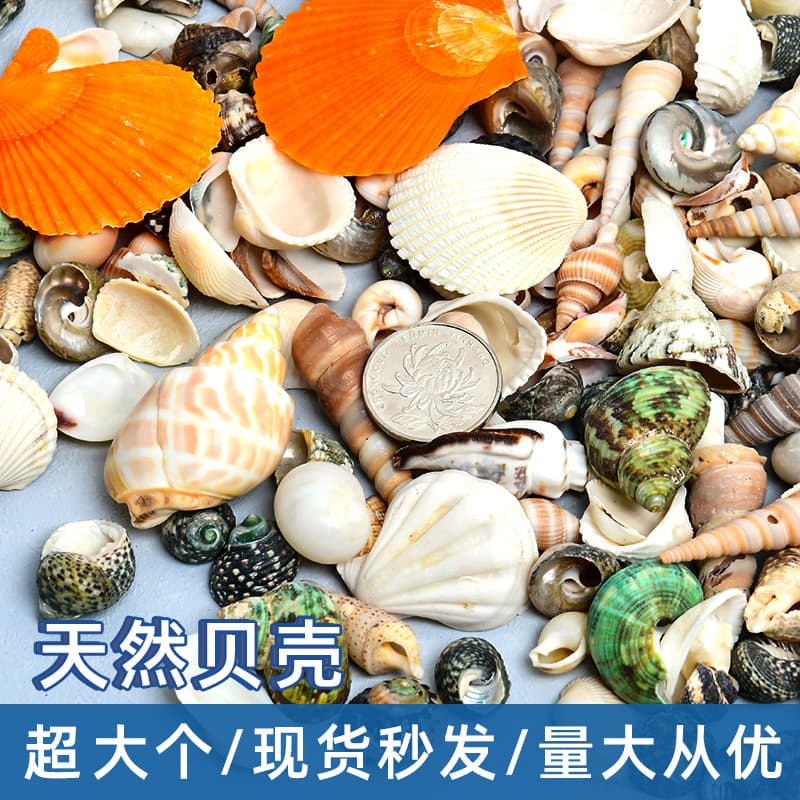 Natural Shells Conch Starfish Aquarium Scaping Handmade DIY Materials Large Scallop Wholesale Wind Chime Decoration Crafts
