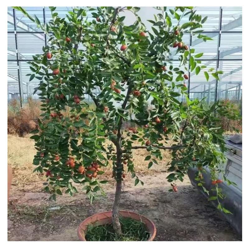 Winter Jujube Tree Seedling, Grafted, Suitable for Balcony Potted or Ground Planting, Adaptable to Southern and Northern Regions, Fruits in the Same Year, Courtyard Ornamental Fruit Tree