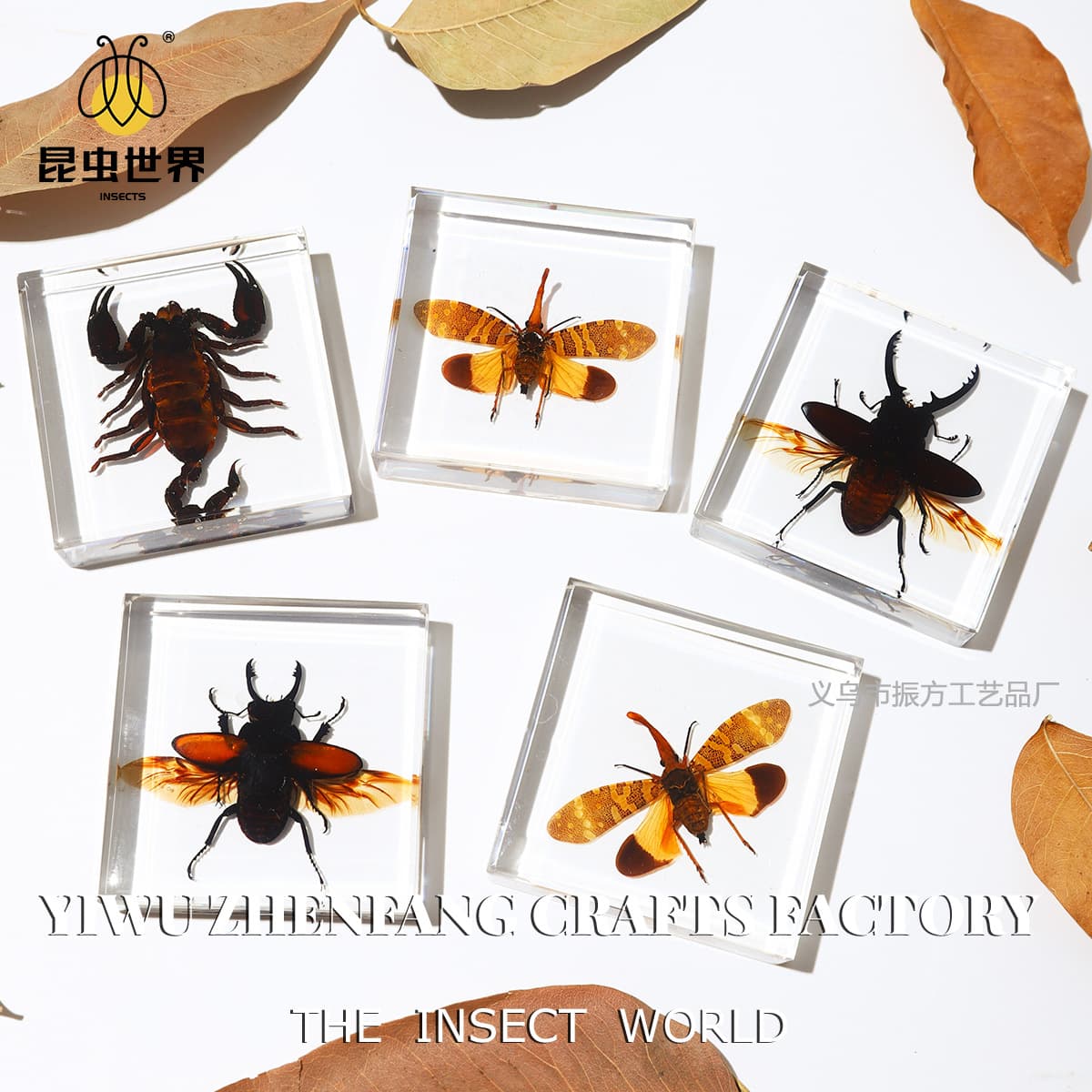 Real insect specimens, cross-border Amazon hot-selling crafts, resin-embedded hand toys, teaching tools, unique ornaments