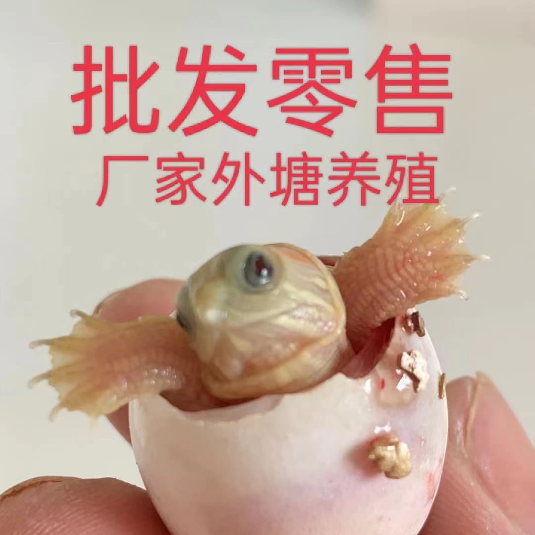 Fertilized Chinese Pond Turtle Eggs, Hatching Farm Wholesale, Alligator Snapping Turtle Eggs, Turtle Eggs, Red-Eared Slider Eggs, Red-Bellied Turtle Eggs