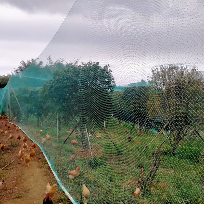 Chicken Farming Net, Breeding Fence, Chicken and Duck Net, Sky Net, Vegetable Garden Fence, Orchard Bird-Proof Net, Fish Net, Fence Net