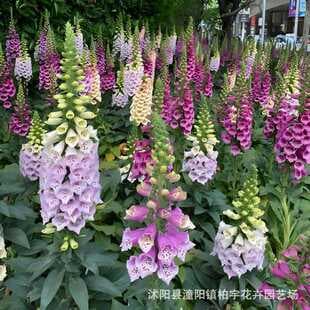 Cross-border Transparent Small Pack Seeds Foxglove Seeds Digitalis Seeds Perennial Four Seasons Garden Potted Flowers