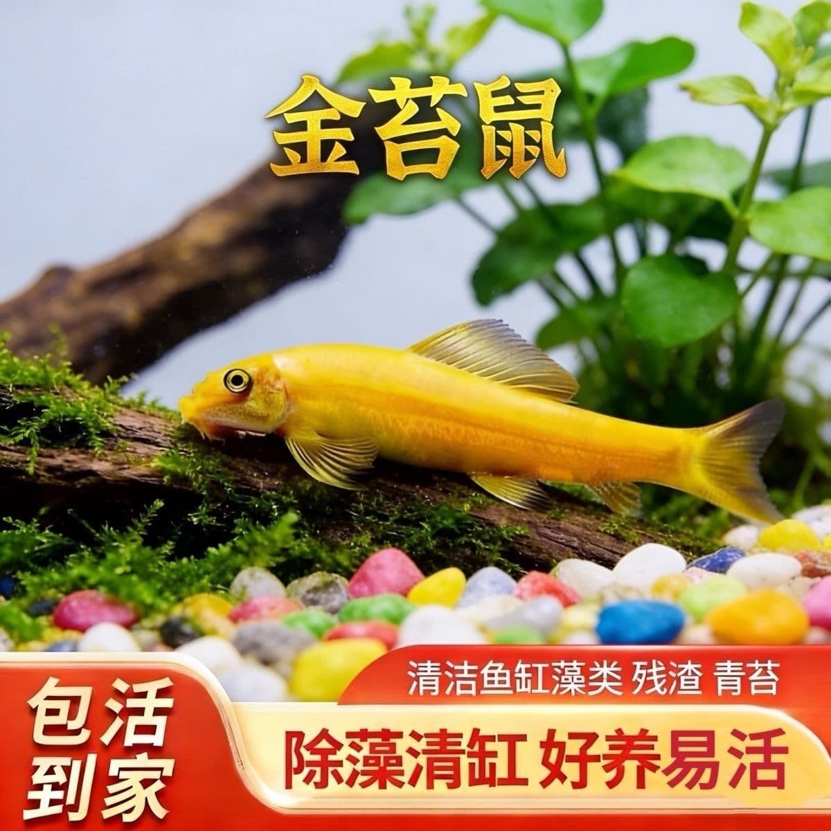 Golden Moss Rat Tropical Small Freshwater Fish Cleaner Scavenger Tool Fish Ornamental Aquarium Algae Eater